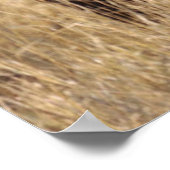 Afrika - De os met een grote hoorn Poster (Hoek)