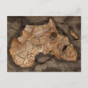 Afrika dinosaurus fossiel briefkaart