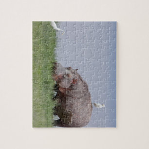 Afrika - Hippo Legpuzzel