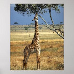 Afrika, Kenia, Amboseli NP. A Common, of Masai, Poster