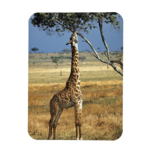 Afrika, Kenia, Amboseli NP. Een gewone, of Masaai, Magneet