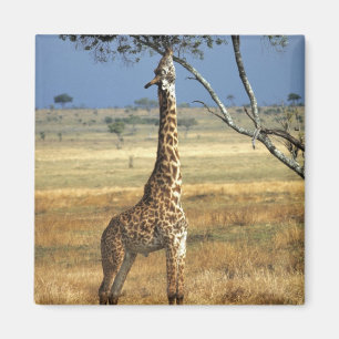 Afrika, Kenia, Amboseli NP. Een gewone, of Masaai, Magneet
