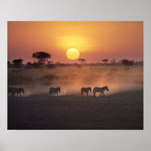 Afrika, Kenia, Amboseli NP. Zebra's lopen naar de Poster