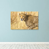 Afrika. Kenia. Cheetah bij Samburu NP. Canvas Afdruk (Insitu (Houten vloer))