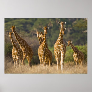 Afrika. Kenia. Herd van geënte Giraffes op Poster