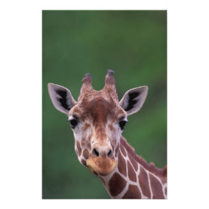 Afrika, Kenia, Impala Ranch. Netwerk- Foto Afdruk