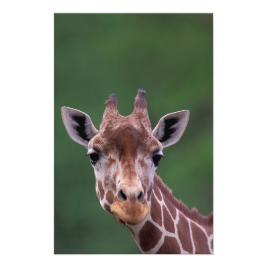 Afrika, Kenia, Impala Ranch. Reticated Foto Afdruk (Voorkant)