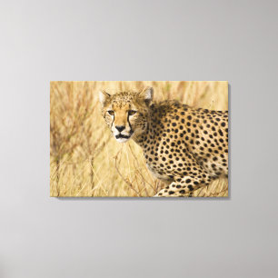 Afrika. Kenia. Jachtluipaard in Nationaal park Sam Canvas Afdruk