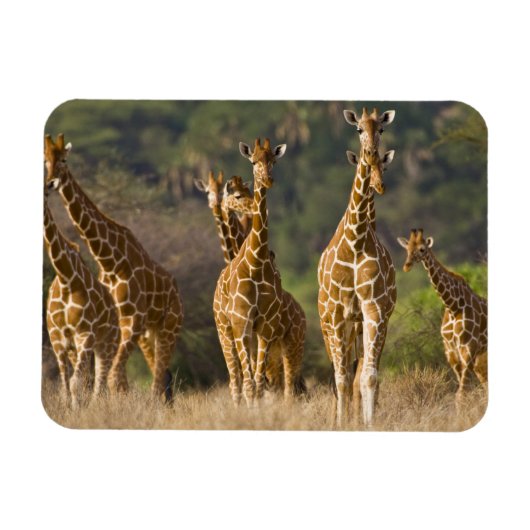 Afrika. Kenia. kudde gelede Giraffes Magneet (Horizontaal)