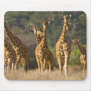 Afrika. Kenia. kudde gelede Giraffes Muismat