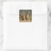 Afrika. Kenia. kudde gelede Giraffes Vierkante Sticker (Tas)