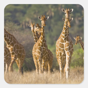 Afrika. Kenia. kudde gelede Giraffes Vierkante Sticker