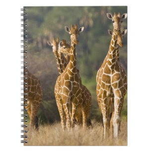 Afrika. Kenia. Kudde netgiraffen Notitieboek