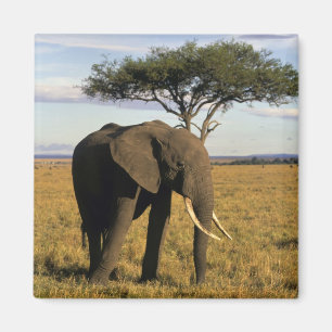 Afrika, Kenia, Maasai Mara. Een olifant in de Magneet