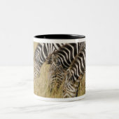 Afrika, Kenia, Maasai Mara Tweekleurige Koffiemok (Center)