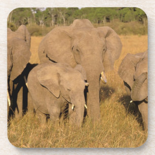 Afrika, Kenia, Masai Mara. Afrikaanse Olifant Bier Onderzetter