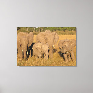 Afrika, Kenia, Masai Mara. Afrikaanse olifant Canvas Afdruk