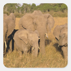 Afrika, Kenia, Masai Mara. Afrikaanse olifant Vierkante Sticker