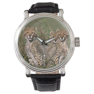 Afrika; Kenia; Masai Mara; Drie jachtluipaardwelpe Horloge