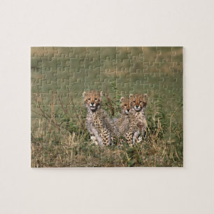 Afrika; Kenia; Masai Mara; Drie jachtluipaardwelpe Legpuzzel