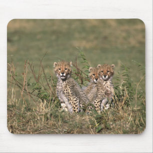 Afrika; Kenia; Masai Mara; Drie jachtluipaardwelpe Muismat