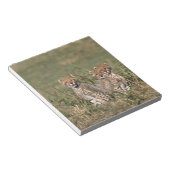 Afrika; Kenia; Masai Mara; Drie jachtluipaardwelpe Notitieblok (Schuin)