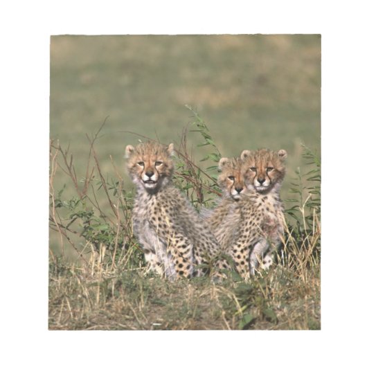 Afrika; Kenia; Masai Mara; Drie jachtluipaardwelpe Notitieblok (Voorkant)