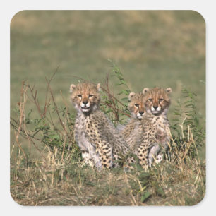 Afrika; Kenia; Masai Mara; Drie jachtluipaardwelpe Vierkante Sticker