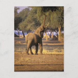 Afrika, Kenia, Masai Mara. Elephant (Loxodonta) Briefkaart