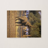 Afrika, Kenia, Masai Mara. Elephant (Loxodonta) Legpuzzel (Horizontaal)