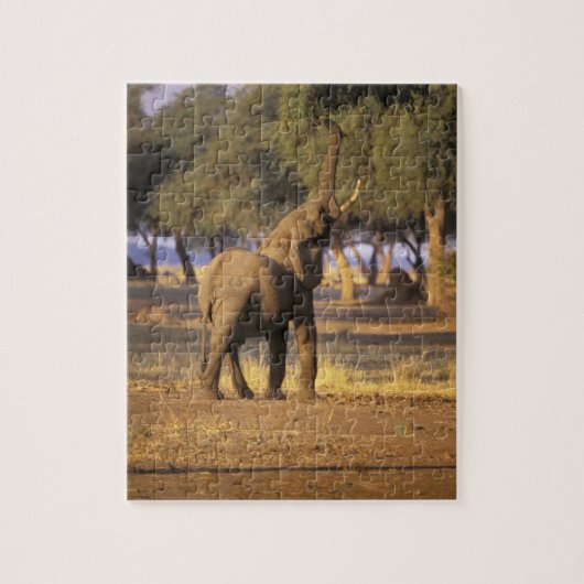 Afrika, Kenia, Masai Mara. Elephant (Loxodonta) Legpuzzel (Verticaal)