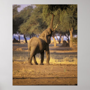 Afrika, Kenia, Masai Mara. Elephant (Loxodonta) Poster