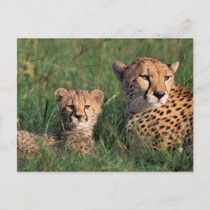 Afrika, Kenia, Masai Mara Game Reserve. Jachtluipa Briefkaart