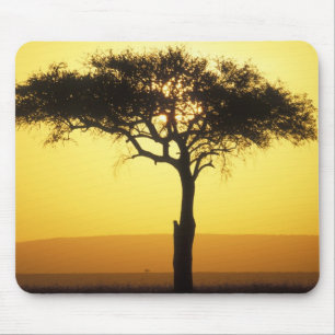 Afrika, Kenia, Masai Mara Game Reserve, Opkomend Muismat