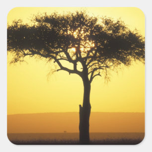Afrika, Kenia, Masai Mara Game Reserve, opkomend Vierkante Sticker