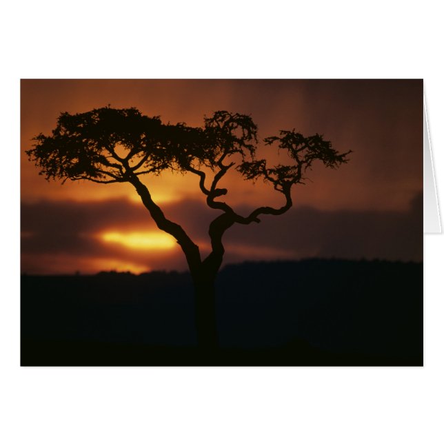 Afrika, Kenia, Masai Mara Game Reserve, Vestiging (Voorkant Horizontaal)