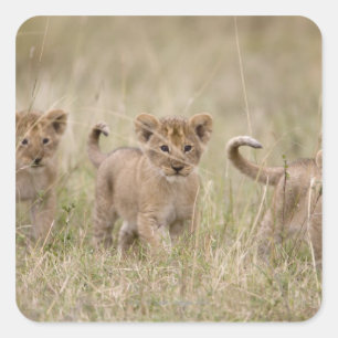 'Afrika, Kenia, Masai Mara Game Reserve' Vierkante Sticker