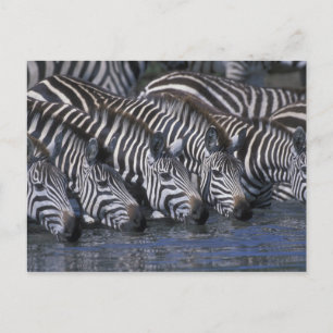 Afrika, Kenia, Masai Mara Game Reserve, vlaktes Briefkaart