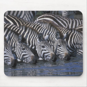 Afrika, Kenia, Masai Mara Game Reserve, vlaktes Muismat