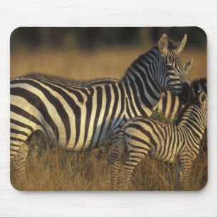 Afrika, Kenia, Masai Mara Game Reserve. Vlaktes Muismat
