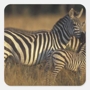 Afrika, Kenia, Masai Mara Game Reserve. Vlaktes Vierkante Sticker