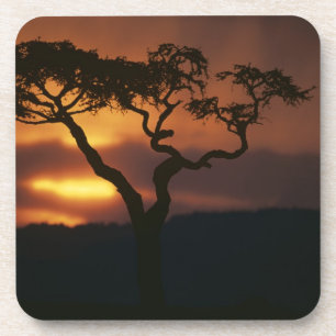 Afrika, Kenia, Masai Mara Game Reserve, Zonsonderg Onderzetter