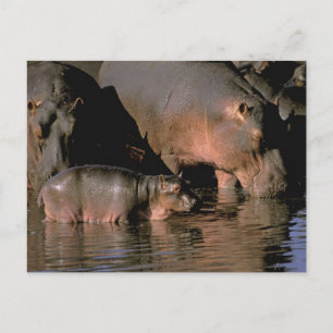 Afrika, Kenia, Masai Mara. Gewone nijlpaarden Briefkaart