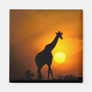 Afrika, Kenia, Masai Mara. Giraffe (Giraffa camelo Magneet