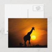 Afrika, Kenia, Masai Mara. Giraffe (Giraffe Briefkaart (Voorkant / Achterkant)