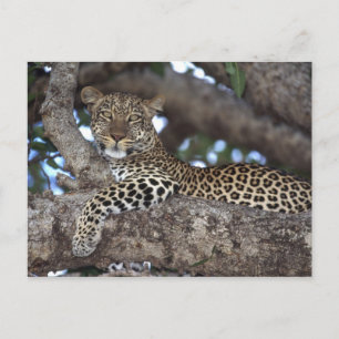 Afrika. Kenia. Masai Mara. Luipaard (Panthera Briefkaart