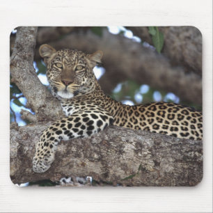 Afrika. Kenia. Masai Mara. Luipaard (Panthera Muismat