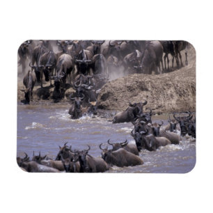 Afrika, Kenia, Masai Mara Nationaal Park. Magneet