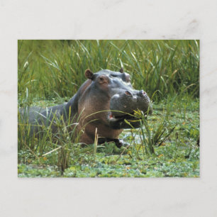 Afrika, Kenia, Masai Mara NR. Een moeder nijlpaard Briefkaart