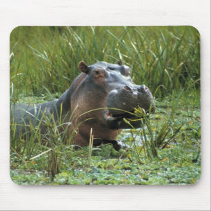 Afrika, Kenia, Masai Mara NR. Een moeder nijlpaard Muismat
